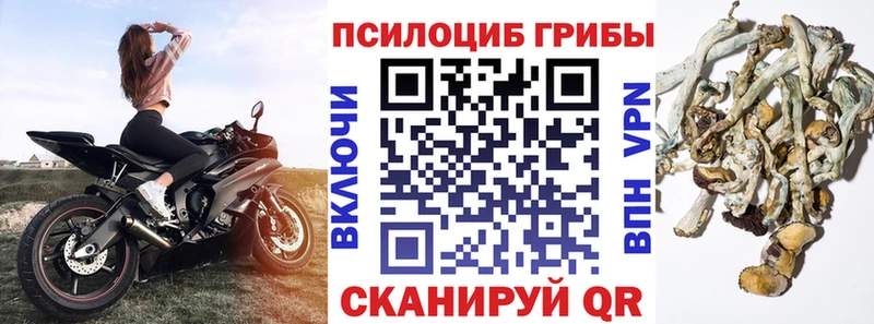 Галлюциногенные грибы Psilocybine cubensis Пудож